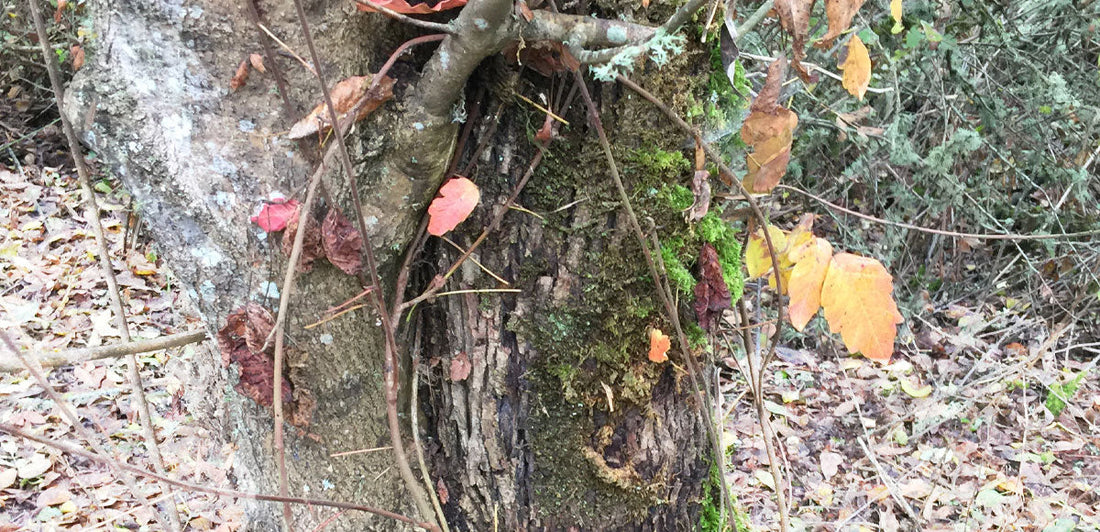 leafless poison ivy vine growing up a tree