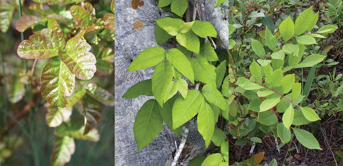 poison oak, poison ivy, and poison sumac plants