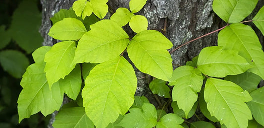 Poison ivy plant