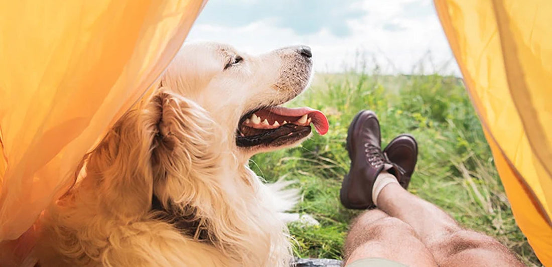 Happy dog inside tent with his person