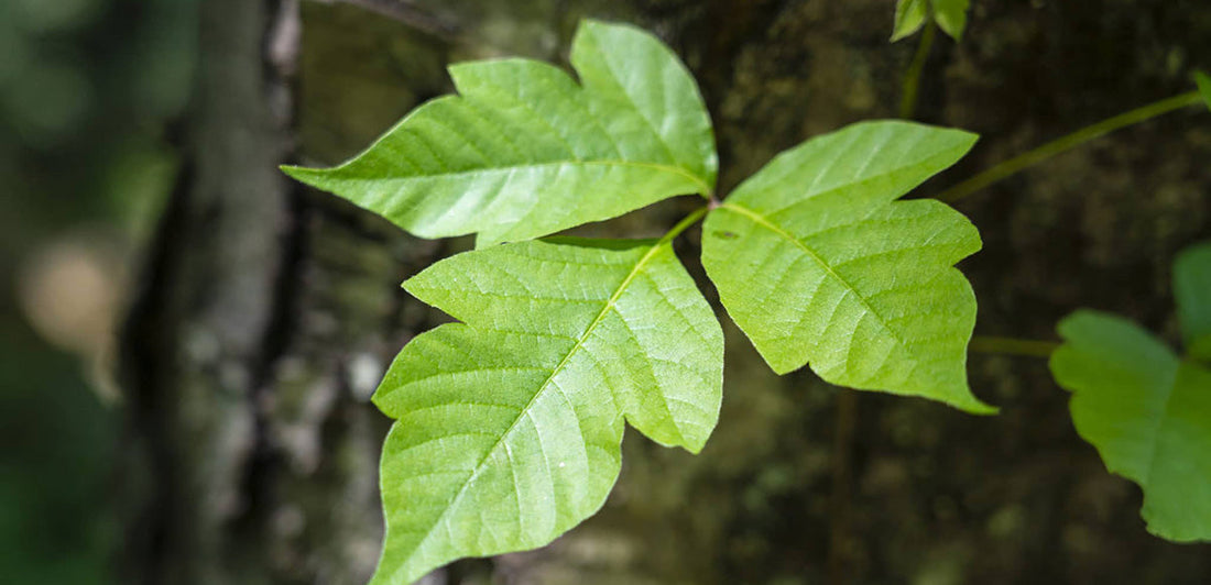 poison ivy leaf