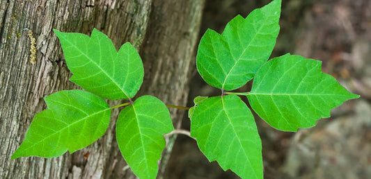 poison ivy vine growing on tree