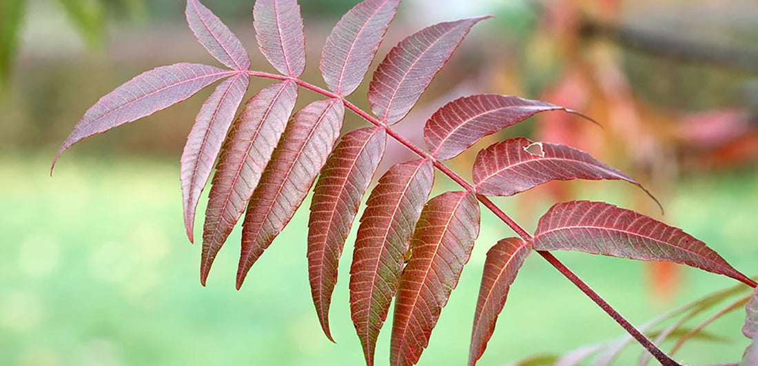 sumac plant