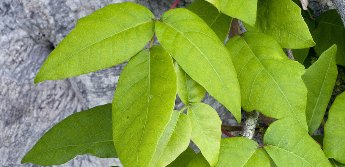 Poison ivy vine