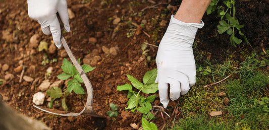 removing plants from the garden