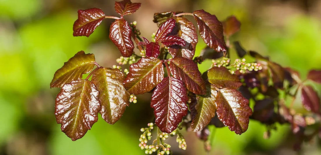 poison oak plant