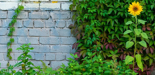 Virginia creeper climbing up a wall