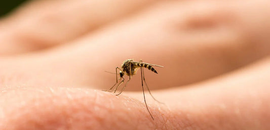 mosquito close up