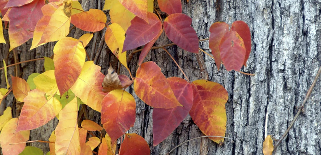 poison ivy in the fall growing up a tree