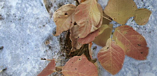 brown poison ivy leaves in the snow