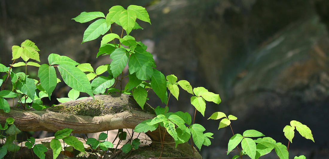 Poison ivy vine