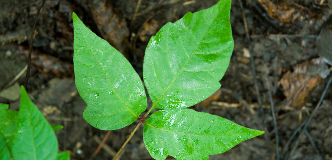 poison ivy in garden