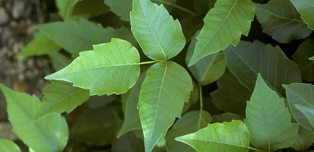 poison ivy plant