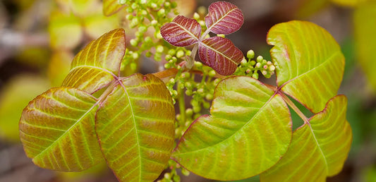 poison oak plant