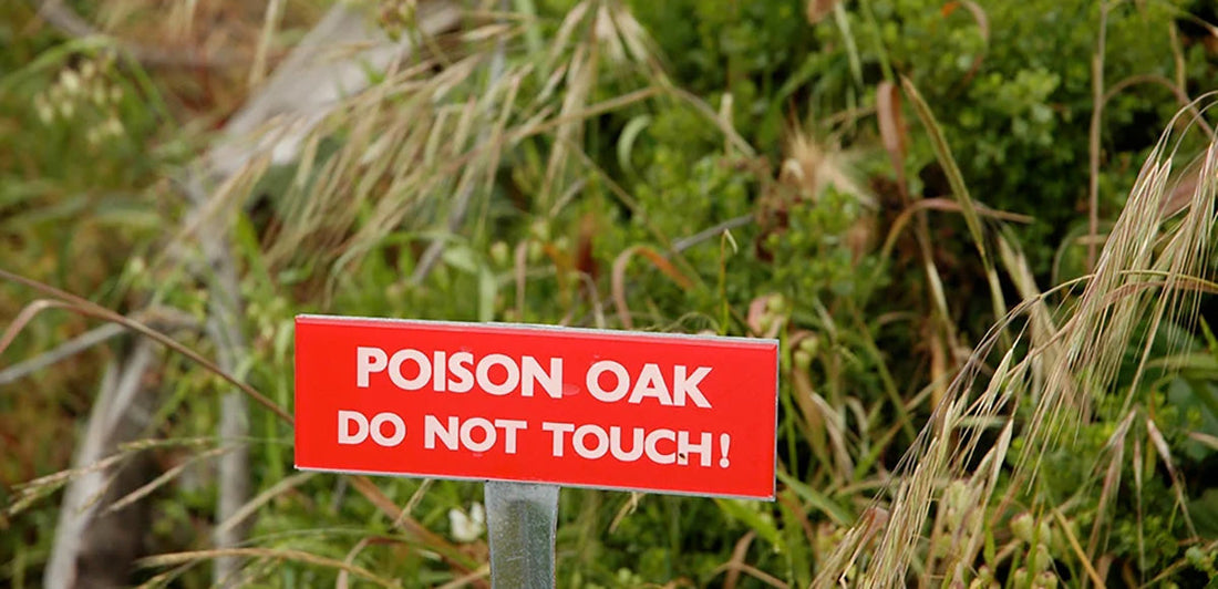 Poison oak patch with warning sign