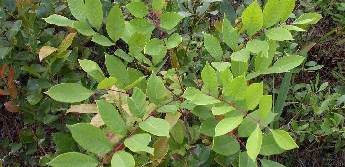 poison sumac plant