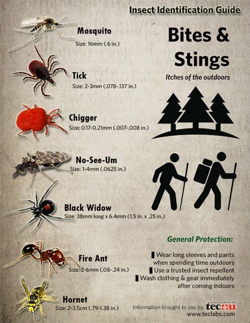 Insect Identification Guide: Bites and Stings.