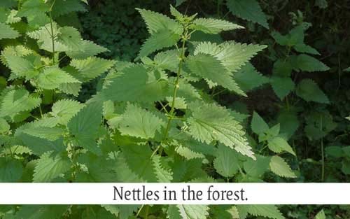 Nettles in the forest.