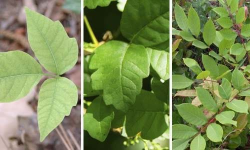 Image of Poison Ivy, Poison Oak, Poison Sumac plants.