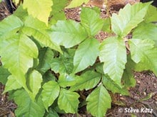 Poison ivy plant.