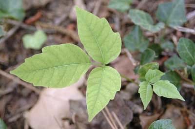 Single poison ivy leaf.