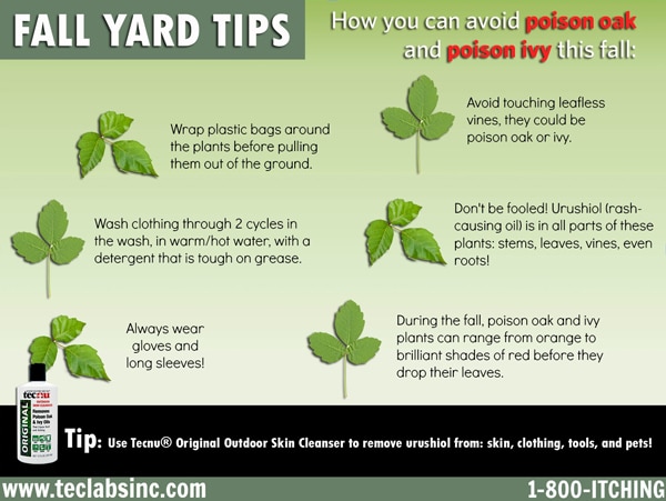 Fall Yard Tips to avoid poison ivy and oak this fall.