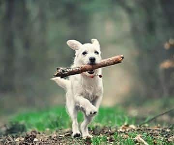 A white puppy running with a wood stick in its mouth.