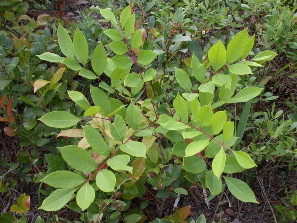 Poison sumac leaves.