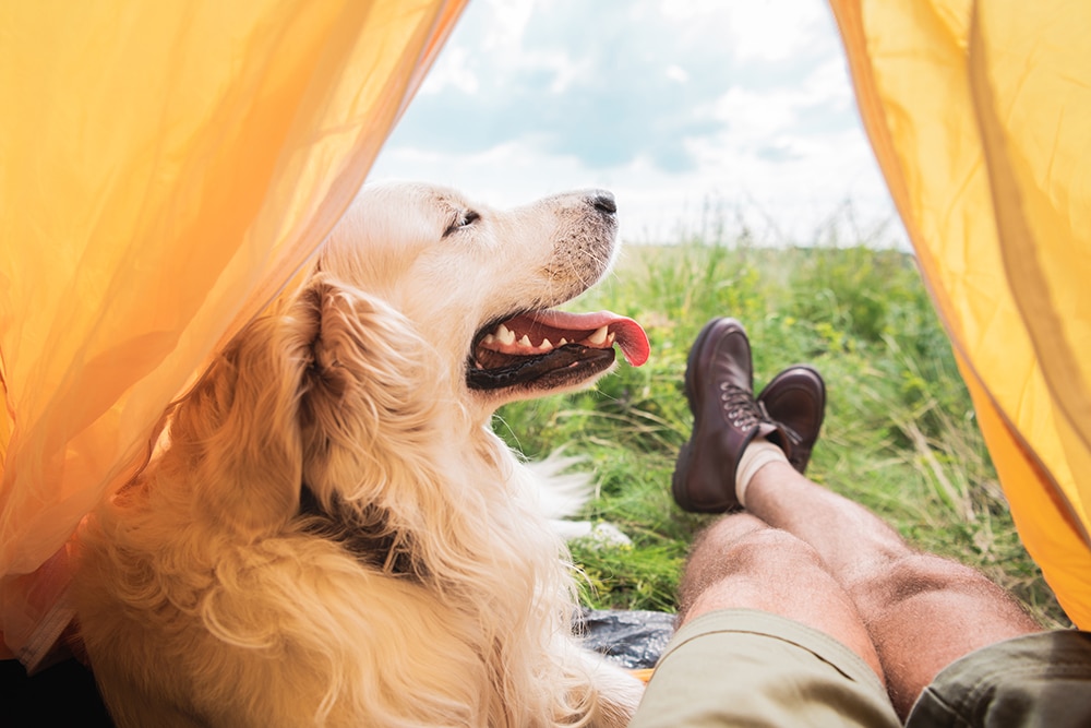 A dog and his owner are relaxing inside a tent in the outdoors.