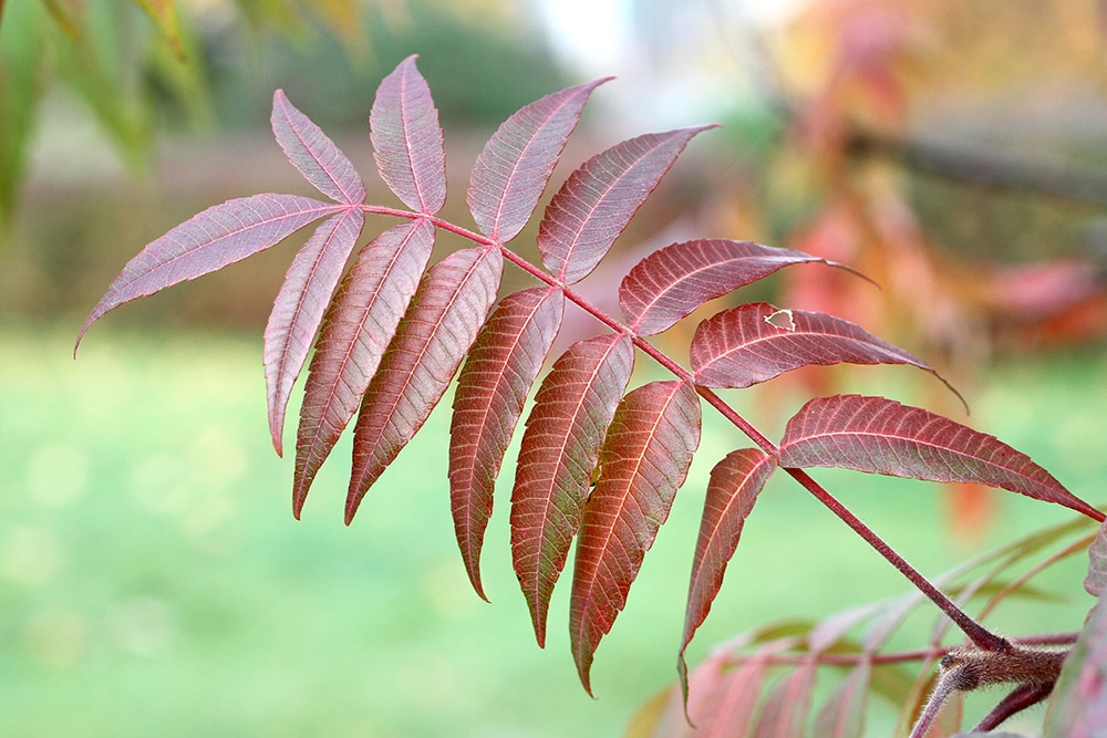 A close up look of young Autumn purple Sumac leaves.