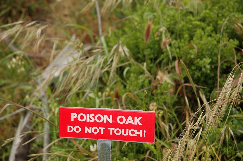 In the background, a grassy view is seen behind a red signboard that reads, 'Poison Oak, Do not Touch!'