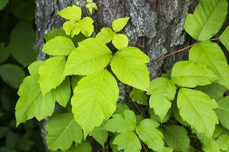 Poison Ivy growing on a tree trunk.