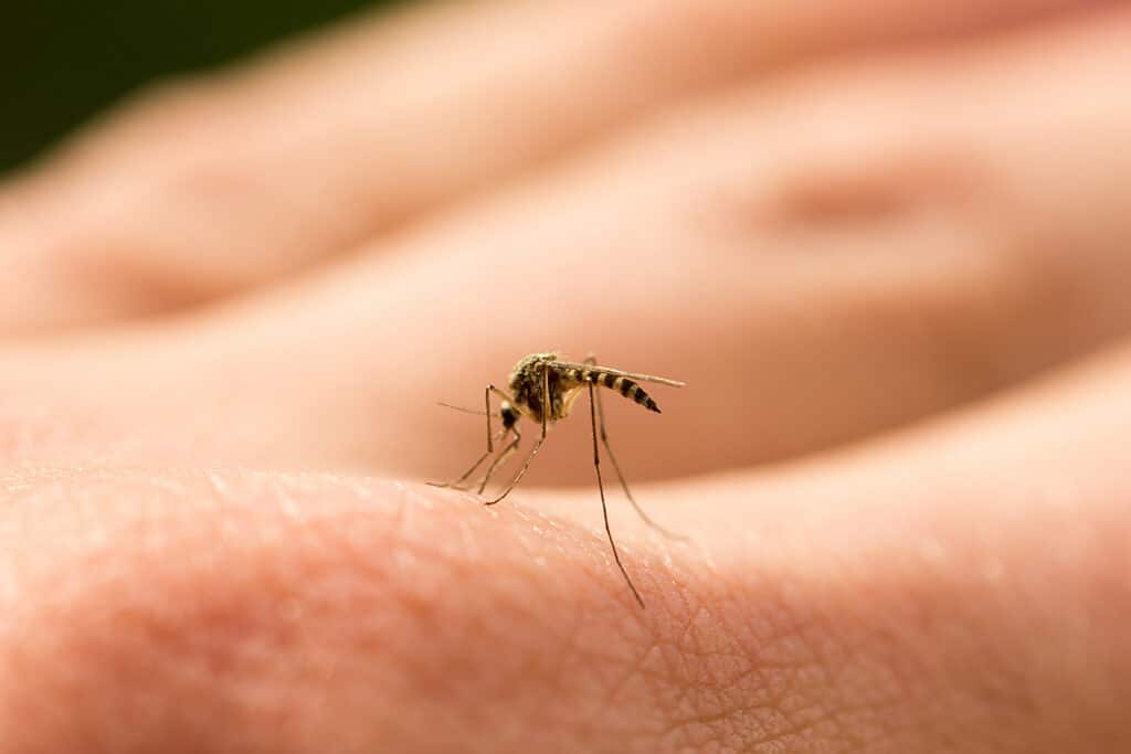 A closeup view of a mosquito biting a human finger. 