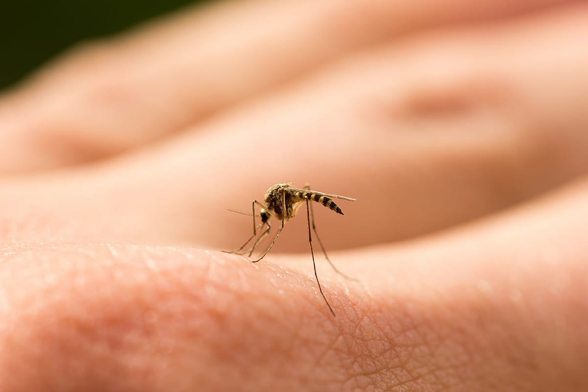 A closeup view of a mosquito biting a human finger.