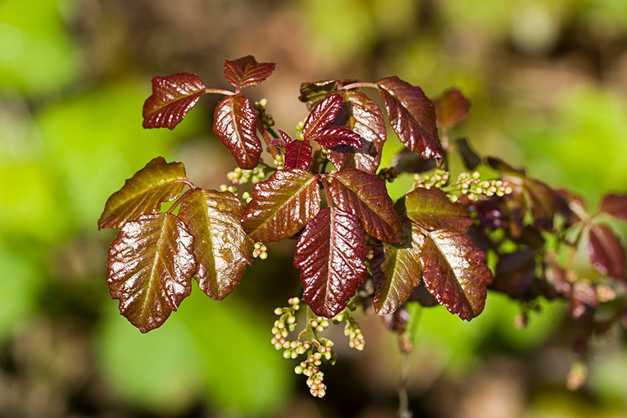 Reddish-brown, shiny leaves in clusters of three, likely poison ivy, with small buds.












