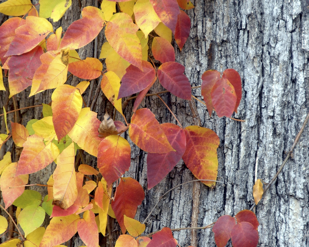 A climbing poison ivy during the fall season.
